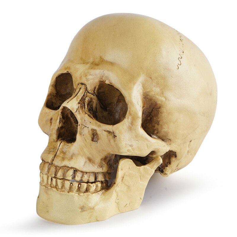 Human Skull Sculpture