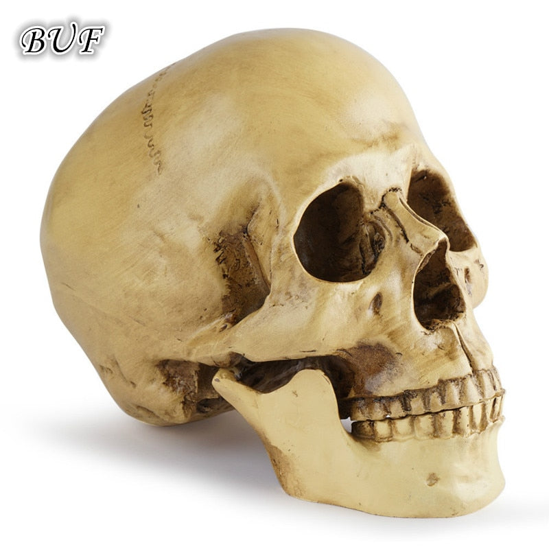 Human Skull Sculpture